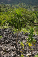 Dracaena multiflora, young, still monocaulous individual, Rammang Rammang, Maros, South Sulawesi