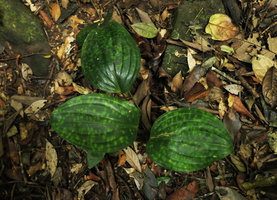 Dracaena phrynioides, densely spotted individual, Campo, Cameroun