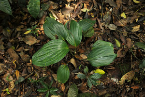 Dracaena phrynioides, slightly spotted individual, Campo, Cameroun
