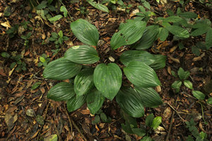 Dracaena phrynioides, spotted individual, Campo, Cameroun