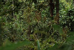 Dracaena borneensis in cloud forest understory, also stipes of Pigafetta elata, Wara Barat, Palopo, South Sulawesi