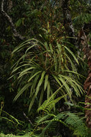 Dracaena borneensis in cloud forest understory, apical leaf rosettes and infructescences, Wara Barat, Palopo, South Sulawesi