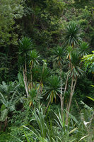 Dracaena steudneri, one of the very few species preserved at forest edge, way to Bondwa Peak, 1100 m asl, Uluguru Mts, Tanzania