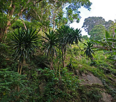Dracaena steudneri surviving on a cliff in deforested area, way to Bondwa Peak, 1100 m asl, Uluguru Mts, Tanzania