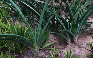Dracaena (syn. Sansevieria) perrotii in a garden, characteristic induplicate V shaped leaves in section, Morogoro, Tanzania