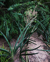 Dracaena (syn. Sansevieria) perrotii in a garden, induplicate distichous leaves and inflorescence, Morogoro, Tanzania