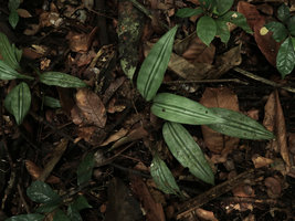 Dracaena tholloniana with bright silver and dark green stripes, Ebodje, Campo, Cameroon