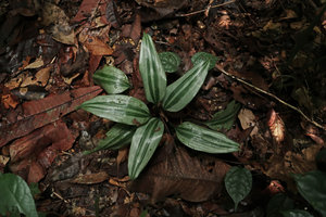 Dracaena tholloniana with outstanding bright silver stripes, Ebodje, Campo, Cameroon
