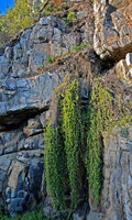 Drosanthemum floribundum freely hanging from a cliff, Hermanus, South Africa