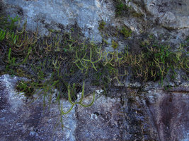 Drosera binata in cracks of a wet rock face, Blue Mountains, NSW, Australia
