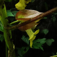 Drymonia cf. macrophylla, calyx and corolla, Mashpi FR, Pichincha, Ecuador