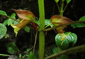 Drymonia cf. macrophylla, two flowers, Mashpi FR, Pichincha, Ecuador