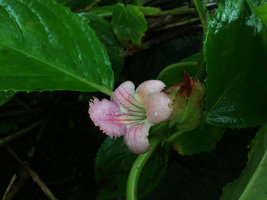 Drymonia serrulata, pink striped form, Terco, Nuqui, Choco, Colombia