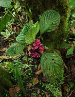 Drymonia turrialvae, fruits clustered along the stem, Mashpi FR, Pichincha, Ecuador