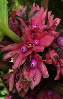 Drymonia turrialvae, light purple baccate fruits enclosed in persistent pink calyx lobes, Mashpi FR, Pichincha, Ecuador