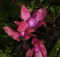 Drymonia turrialvae, light purple baccate fruits surrounded by persistent pink sepals, Mashpi FR, Pichincha, Ecuador