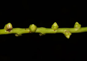 Drymophloeus oliviformis, flower buds, Masihulan, Seram, Moluccas