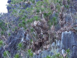 Drynaria quercifolia covering the stems of Dracaena multiflora, El Nido, Palawan, Philippines