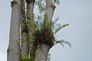 Drynaria rigidula, an epophytic fern, Khao Yai NP, Thailand