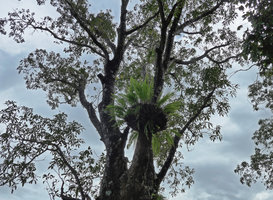 Drynaria rigidula as a perfect epiphytic basket fern, Viti Levu, Fiji