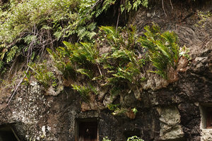 Drynaria sparsisora on vertical karst cliff carved for Toraja sepultures, Lemo, Tana Toraja, South Sulawesi