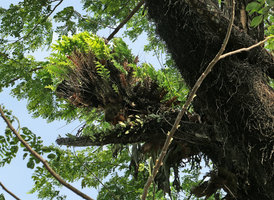 Drynaria volkensii on tree branch along city street, Edea, Cameroun