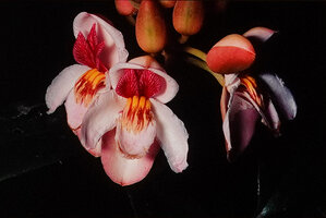 Duparquetia orchidacea flowers, Campo, Cameroon