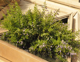 Duranta repens, KAFD Conference Center, Riyadh, Saudi Arabia
