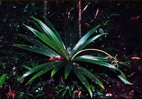 Dypsis louvelii, Andasibe, Madagascar