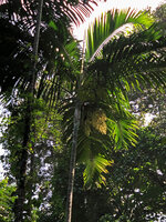 Dypsis pembana, flowering individual, Ngezi FR, Pemba, Tanzania