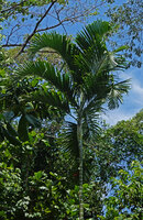 Dypsis pembana, leaf crown, Ngezi FR, Pemba, Tanzania