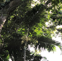 Dypsis pembana, leaves and inflorescences, Ngezi FR, Pemba, Tanzania
