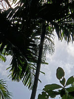 Dypsis pembana, maturing infructescences, Ngezi FR, Pemba, Tanzania