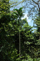Dypsis pembana, solitary stemmed individual in a forest gap, Ngezi FR, Pemba, Tanzania