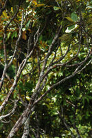 Early branch bifurcations, just under the peripheric leafy part of the tree crown, Phou Hin Poun NBCA, Khammouane, Laos
