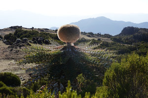 Echinops longisetus above the Harenna mountainous forest, Sanetti Plateau escarpment, 3800 m asl, Bale NP, Ethiopia