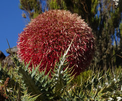 Echinops longisetus, flower head, Sanetti Plateau escarpment, 3800 m asl, Bale NP, Ethiopia