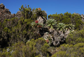 Echinops longisetus in rocky habitat, mixed with Erica arborea, Sanetti Plateau escarpment, 3800 m asl, Bale NP, Ethiopia