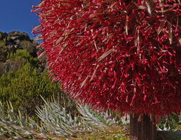 Echinops longisetus, part of flower head, Sanetti Plateau escarpment, 3800 m asl, Bale NP, Ethiopia
