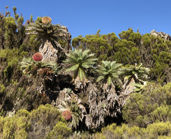 Echinops longisetus under late afternoon sunlight, Sanetti Plateau escarpment, 3800 m asl, Bale NP, Ethiopia
