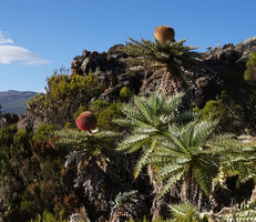 Echinops longisetus, vegetative and flowering branches, Sanetti Plateau escarpment, 3800 m asl, Bale NP, Ethiopia