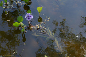 Eichhornia azurea, flowering stem with both submersed and emersed phases, Pantanal, Cuiaba, Brazil