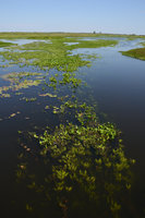Eichhornia azurea population, Pantanal, Cuiaba, Brazil