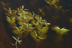 Eichhornia azurea, submersed stems with linear distichous leaves, close-up, Pantanal, Cuiaba, Brazil