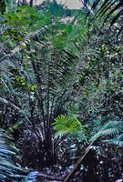 Elaeis oleifera in forest understory, Jenaro herrera, Loreto, Peru