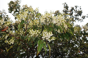 Elaeocarpus glandulifer, flowering branches, Horton Plains, Sri Lanka