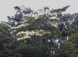 Elaeocarpus glandulifer, flowering tree, Horton Plains, Sri Lanka