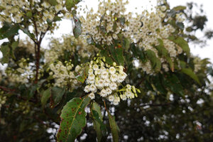 Elaeocarpus glandulifer, inflorescences with nodding flowers, Horton Plains, Sri Lanka