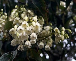 Elaeocarpus glandulifer, nodding flowers with comb like petals; Horton Plains, Sri Lanka