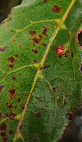 Elaeocarpus glandulifer, yellowish glandular domatia in the axil of the main veins of the leaves, Horton Plains, Sri Lanka